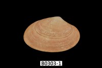 藏品(橫文蛤)的圖片